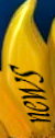 sonnenblumen1001002.jpg