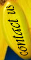 sonnenblumen1001004.jpg