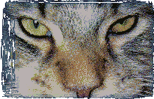 sonnenblumen1002003.gif