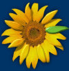 sonnenblumen1002010.jpg