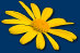 sonnenblumen1003003.jpg