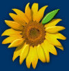 sonnenblumen1003014.jpg