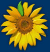 sonnenblumen1004022.jpg