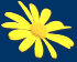 sonnenblumen1005014.jpg