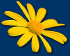 sonnenblumen1005016.jpg