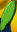 sonnenblumen1005018.jpg