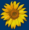 sonnenblumen1005022.jpg