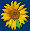sonnenblumen1006013.jpg